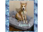 Adopt Apollo 2 a Husky