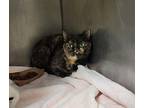 Raven Domestic Shorthair Young Female