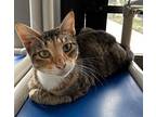 Emmy Domestic Shorthair Adult Female