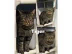 Adopt Tiger a Domestic Short Hair, Devon Rex