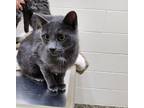 Sterling Domestic Shorthair Adult Male