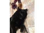 Boogeyman Domestic Shorthair Kitten Male