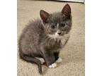 Bedknobs - In Foster Domestic Shorthair Kitten Male