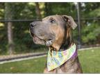 Timmy Turner Shar Pei Adult Male