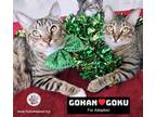 Adopt Gohan & Goku - Bonded Pair a Domestic Short Hair