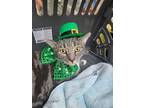 Adopt Bruiser a American Shorthair