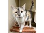 Emma Domestic Shorthair Young Female