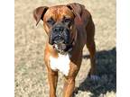 Dusty Boxer Adult Male
