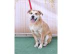 Adopt Dozer a Cattle Dog