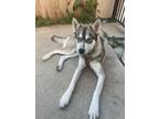 Adopt Paul Anka a Siberian Husky, Mixed Breed