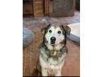 Adopt Bruno a Alaskan Malamute, Labrador Retriever