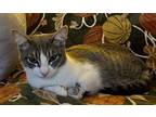 Rosemary Domestic Shorthair Kitten Female