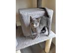 Dry Clean Only Domestic Shorthair Young Female