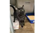 Loretta - In Foster Domestic Shorthair Adult Female