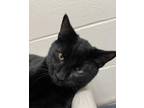 Momo Domestic Shorthair Young Male
