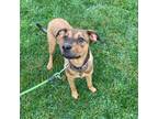 Rah Mixed Breed (Large) Puppy Female
