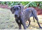 Lily Great Dane Adult Female