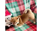 Shiba Inu Puppy for sale in Kearney, NE, USA