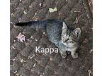 Kappa Domestic Shorthair Kitten Female