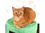 Tic Domestic Shorthair Adult Female