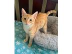 Waffles (bonded to Smokey) Domestic Shorthair Kitten Male