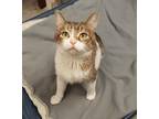 Nico - In Foster Domestic Shorthair Adult Male