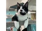 Rahul Domestic Shorthair Young Male