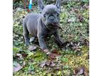 French Bulldog Puppy for sale in Lenoir, NC, USA