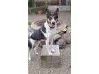 Adopt Ranger a Australian Cattle Dog / Blue Heeler