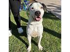 Porfirio American Pit Bull Terrier Adult Male