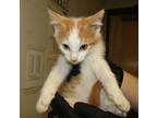 Victor Domestic Shorthair Kitten Male