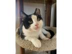 Brady LG Domestic Shorthair Young Male