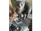 Jack B Domestic Shorthair Kitten Male