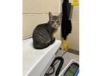 Millie Domestic Shorthair Kitten Female