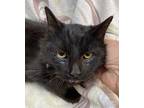 Jaguar Domestic Longhair Kitten Male