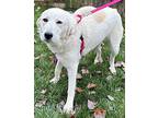 Luna Great Pyrenees Puppy Female