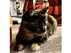 Ena Domestic Shorthair Young Female