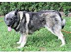 IZZY Norwegian Elkhound Adult Female