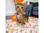 Arlene Domestic Shorthair Kitten Female