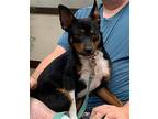 Diamond CW D2023 in RI Miniature Pinscher Young Female