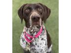 Ruby German Shorthaired Pointer Adult Female