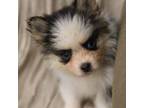 Mutt Puppy for sale in Mount Vernon, IL, USA