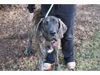 Bella Great Dane Adult Female