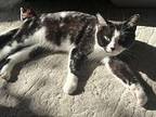 Lorelei (bonded to Aspen Domestic Shorthair Young Female