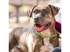 Lady American Pit Bull Terrier Adult Female