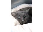 Shadow Domestic Shorthair Adult Female