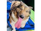 Shorty Australian Shepherd Senior Male