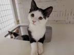 Hocus Domestic Shorthair Young Male