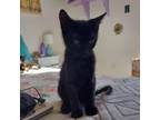 Adopt Jesse a Domestic Short Hair