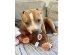 Jersey CP Staffordshire Bull Terrier Young Male